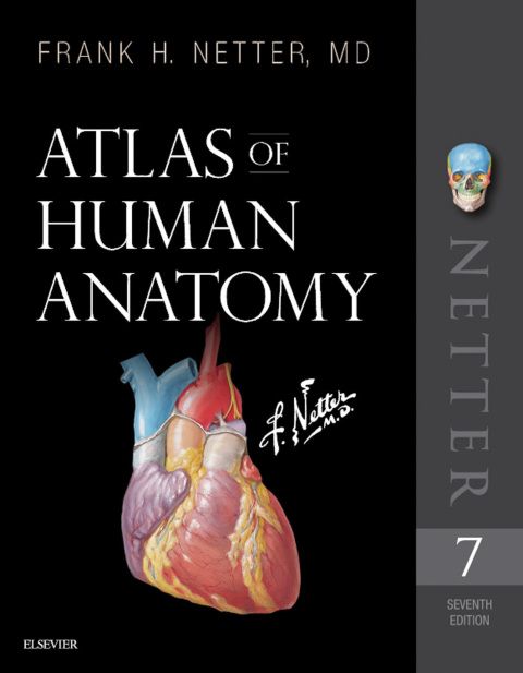 ANAT 411 Anterior View of the Muscles of Head & Neck Diagram